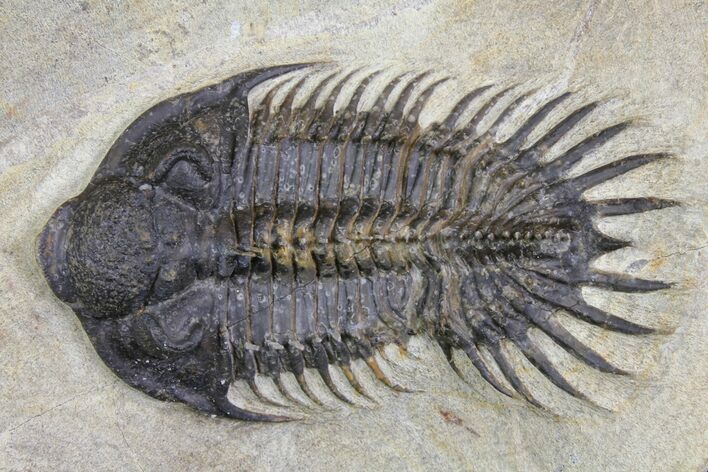 Bargain, Spiny Comura Trilobite - Oufaten, Morocco #140802